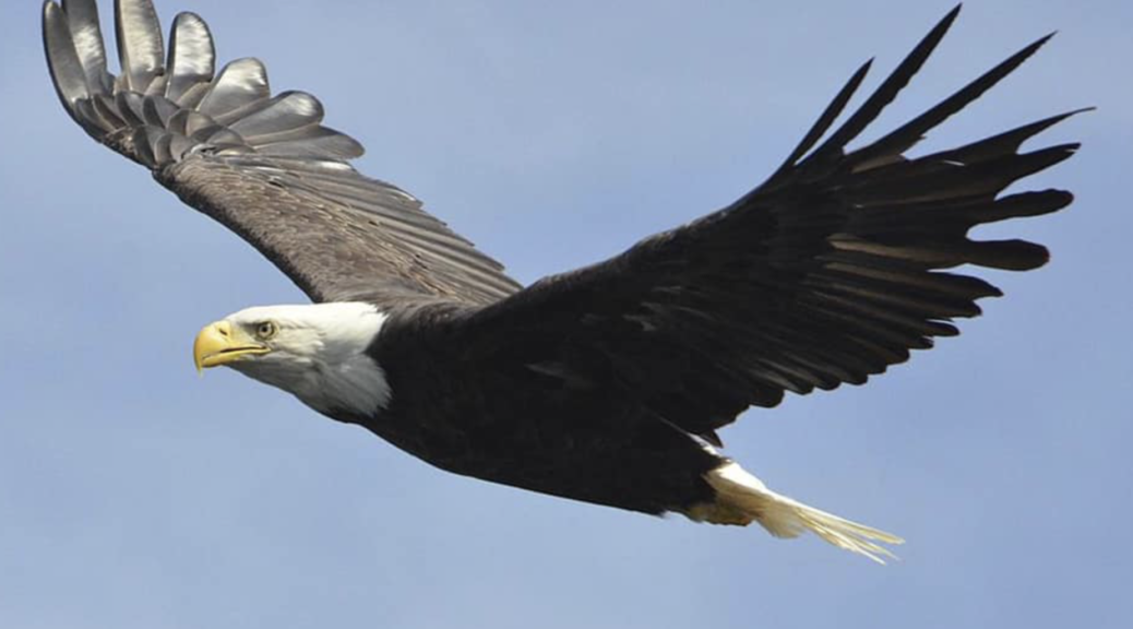 Bald Eagle in Perth Amboy NJ